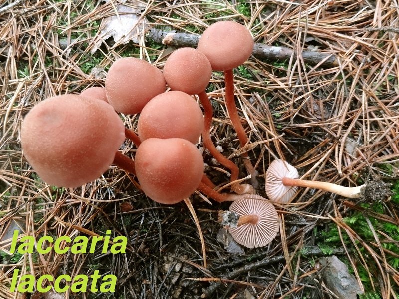 Laccaria laccata-amf1061.jpg - Laccaria laccata ; Syn: Clitocybe laccata ; Nom français: Laccaire laqué